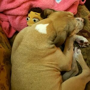 Meet your Posher, Morgan